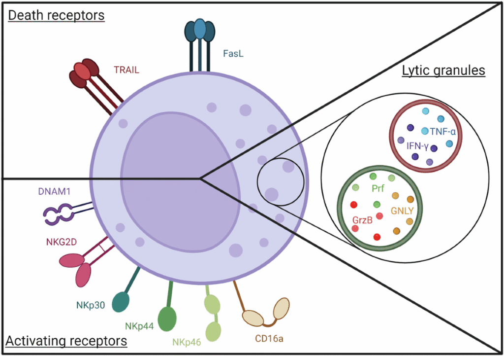 41419 2024 6976 Fig1 HTML